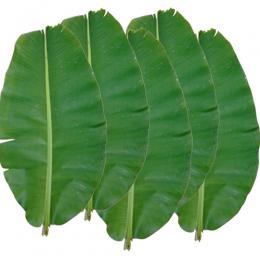 沖縄県産バナナの葉　大サイズ(5枚)