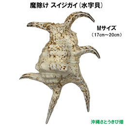 魔除け スイジガイ(水字貝) 紐なし　Mサイズ　17cm～20cm