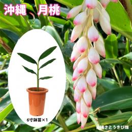 月桃(ゲットウ)6寸鉢苗    |沖縄 サンニン ハーブ ショウガ科 化粧水 虫除け 虫よけ ムーチ