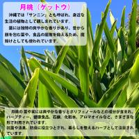 月桃(ゲットウ)6寸鉢苗    |沖縄 サンニン ハーブ ショウガ科 化粧水 虫除け 虫よけ ムーチ