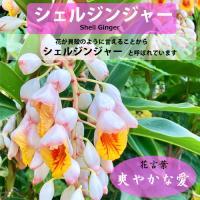 月桃(ゲットウ)6寸鉢苗    |沖縄 サンニン ハーブ ショウガ科 化粧水 虫除け 虫よけ ムーチ