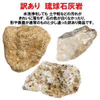 訳あり　琉球石灰岩　未洗浄　小粒タイプ　0.5cm～7cm　1kg