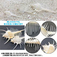ホネガイの貝殻(貝がら)　小サイズ(約5cm～7cm)