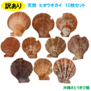 【訳あり】ヒオウギ貝　10枚セット