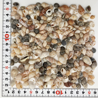 シェルパック　小さな貝がら(0.5cm～2.5cm)　100g