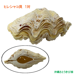 ヒレシャコガイ(ヒレジャコガイ)の貝殻　1対