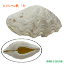 ヒメシャコガイ(ヒメジャコガイ)の貝殻　1対