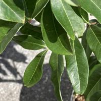 レイシ・ライチ苗　玉荷包種(ギョッカホウ種)取木苗