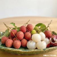 レイシ・ライチ苗　玉荷包種(ギョッカホウ種)取木苗