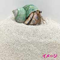 安心安全　国内産　沖縄の砂　【旧タイプ】超細かいパウダー砂　1kg