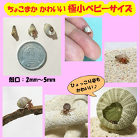 オカヤドカリ生体 極小ベビーサイズ×1匹　沖縄の砂　1kg×3袋