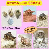 オカヤドカリ生体　3匹セット(SSサイズ・Sサイズ・Mサイズ)