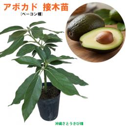 アボカド苗(ベーコン種)　接木苗　　　|野菜苗 熱帯果樹 南国 森のバター 自家菜園 家庭菜園