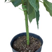 アボカド苗(ベーコン種)　接木苗　　　|野菜苗 熱帯果樹 南国 森のバター 自家菜園 家庭菜園