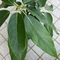 アボカド苗(ベーコン種)　接木苗　　　|野菜苗 熱帯果樹 南国 森のバター 自家菜園 家庭菜園