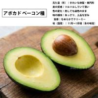 アボカド苗(ベーコン種)　接木苗　　　|野菜苗 熱帯果樹 南国 森のバター 自家菜園 家庭菜園