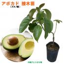 アボカド苗(ズタノ種)　接木苗　　|沖縄 野菜苗 熱帯果樹 南国 自家菜園 家庭菜園