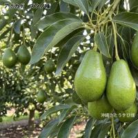 アボカド苗(ズタノ種)　接木苗　　|沖縄 野菜苗 熱帯果樹 南国 自家菜園 家庭菜園