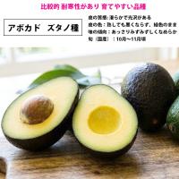 アボカド苗(ズタノ種)　接木苗　　|沖縄 野菜苗 熱帯果樹 南国 自家菜園 家庭菜園