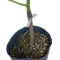 アボカド苗(ズタノ種)　接木苗　　|沖縄 野菜苗 熱帯果樹 南国 自家菜園 家庭菜園