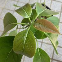 アボカド苗(ズタノ種)　接木苗　　|沖縄 野菜苗 熱帯果樹 南国 自家菜園 家庭菜園