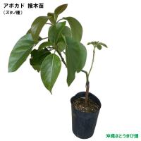 アボカド苗(ズタノ種)　接木苗　　|沖縄 野菜苗 熱帯果樹 南国 自家菜園 家庭菜園