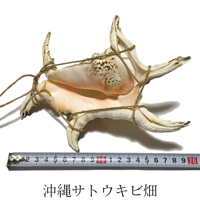 魔除け　スイジガイ(水字貝)紐付き　Lサイズ　20cm～23cm
