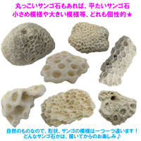 サンゴ石　SSサイズ(2cm～4cm) 5個セット