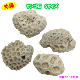 サンゴ石　Sサイズ(4cm～6cm) 4個セット
