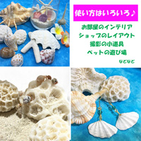 サンゴ石　Lサイズ(9cm～12cm) 2個セット