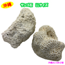 サンゴ石 LLサイズ(12cm-15cm)　2個セット
