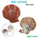 天然　ヒオウギ貝(6cm-8cm)