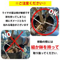 レイシ・ライチ苗　玉荷包種(ギョッカホウ種)取木苗