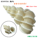 オオイトカケ貝の貝殻(殻口:12mm-14mm)