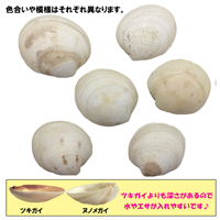 天然　二枚貝(ヌノメガイ)　小サイズ(6cm-8cm)