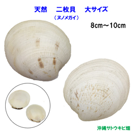 天然　二枚貝(ヌノメガイ)　大サイズ(8cm-10cm)