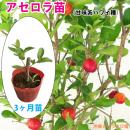 アセロラ苗 甘味系　ハワイ種 　3ヶ月苗