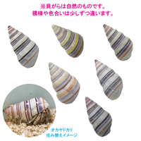 イトヒキマイマイの貝殻(殻口:13mm-15mm)