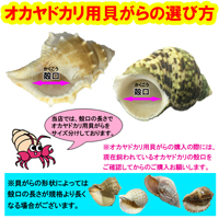 オオイトカケ貝の貝殻(殻口:10mm-12mm)