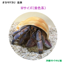 オカヤドカリ生体　Mサイズ(紫色系)　1匹