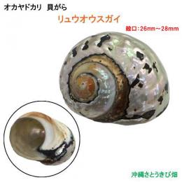 リュウオウスガイの貝殻(殻口:26mm-28mm)