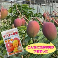マンゴー苗　専用肥料1.5kg