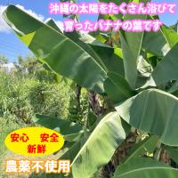 沖縄県産　バナナの葉　大サイズ(1枚)