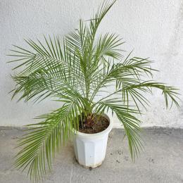 フェニックスロベレニーヤシ　実生6年苗