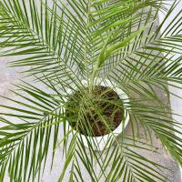 フェニックスロベレニーヤシ　実生6年苗