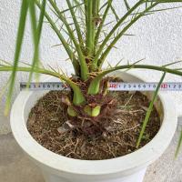 フェニックスロベレニーヤシ　実生6年苗