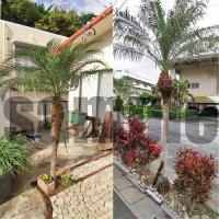 フェニックスロベレニーヤシ　実生6年苗