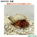 画像の生体をお届けします　NO19　SSサイズ　ワインレッド色系