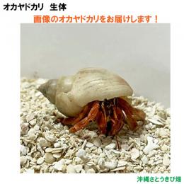 画像の生体をお届けします　NO19　SSサイズ　ワインレッド色系