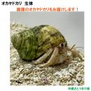 画像の生体をお届けします　NO20　Sサイズ　白色系